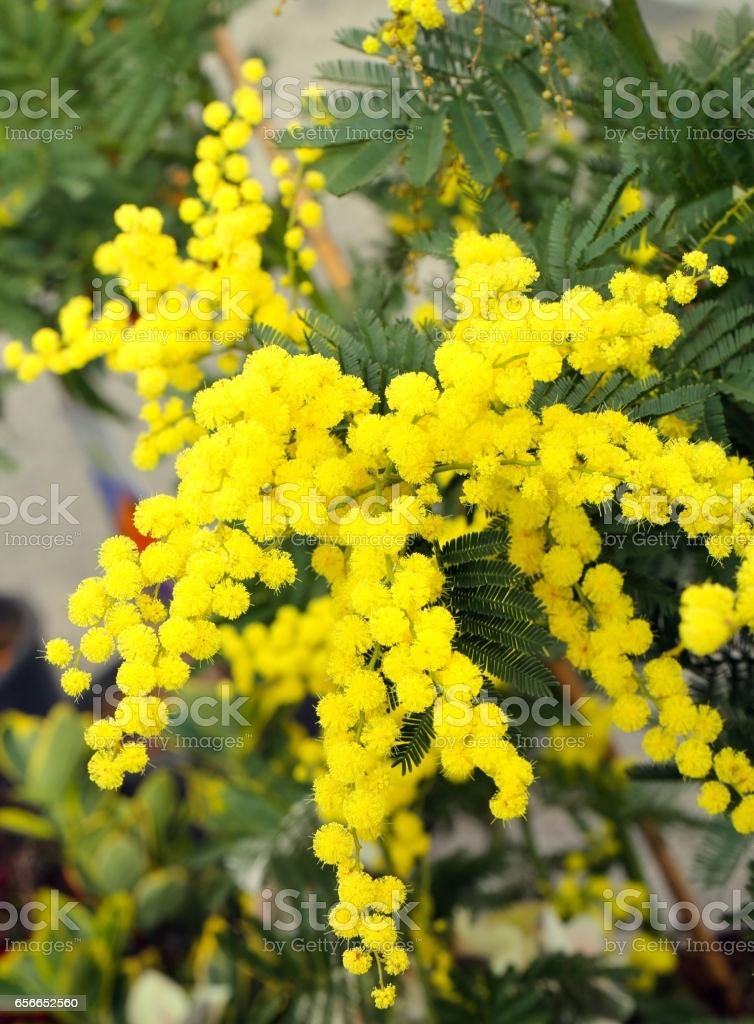 Verdes Naturales BCB 5