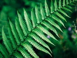 Verdes Naturales BCB 8