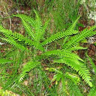 Verdes Naturales BCB 13