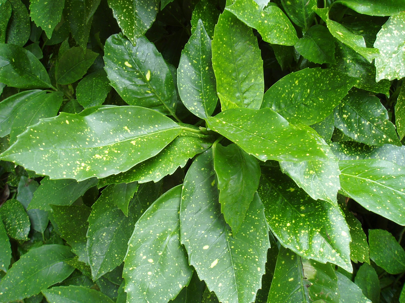 Verdes Naturales BCB 4