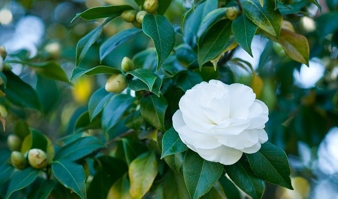 Verdes Naturales BCB 14