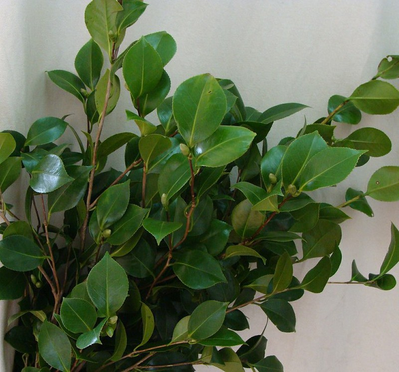 Verdes Naturales BCB 10