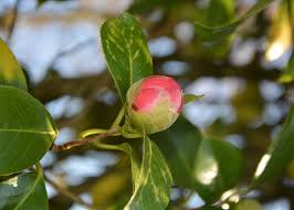 Verdes Naturales BCB 11