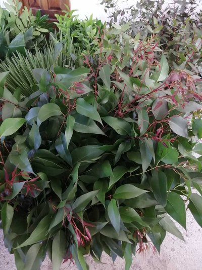 Verdes Naturales BCB 15