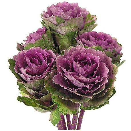 Verdes Naturales BCB 6