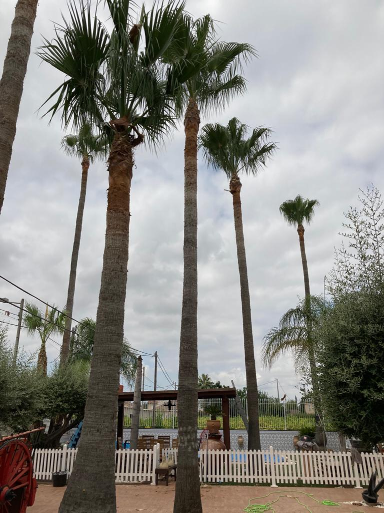 Jardines y Piscinas Iris Fuente Álamo de Murcia