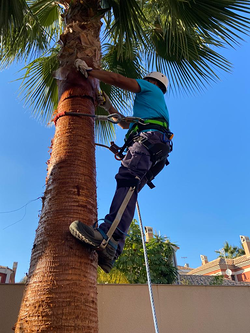 Galería de imágenes