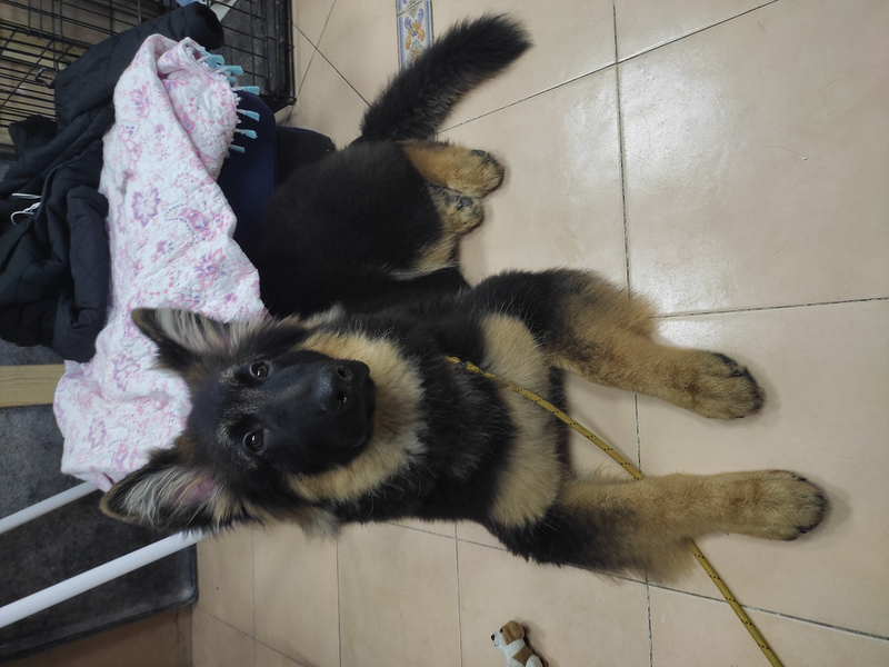 Amores Mios 4