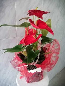 Galería de imágenes