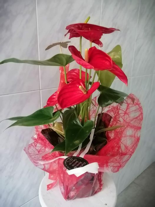 Florister&iacute;a Rosa de Jeric&oacute; FLORISTERIAS