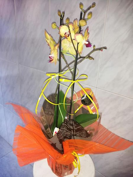 Florister&iacute;a Rosa de Jeric&oacute; Madrid