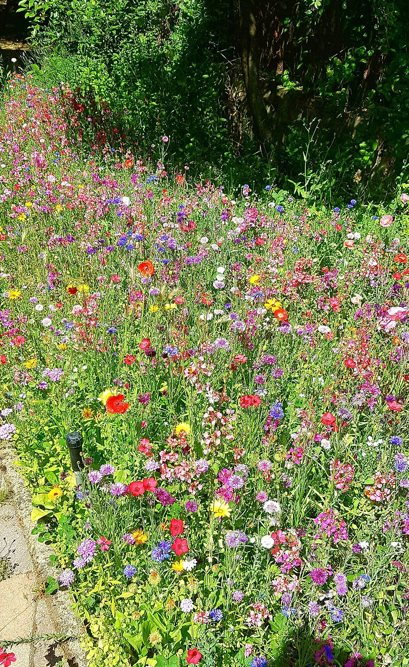 Jardiner&iacute;a Maderas Vivas 5