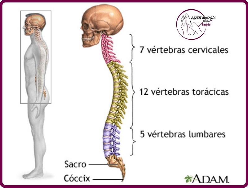 Reflexología Podal Anahí 23