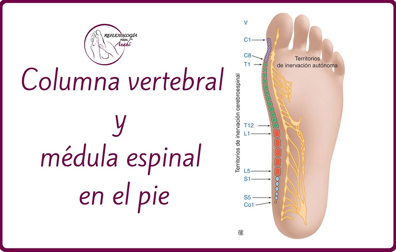 Reflexología Podal Anahí 24