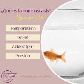 Reflexología Podal Anahí 42