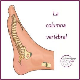 Reflexología Podal Anahí 41