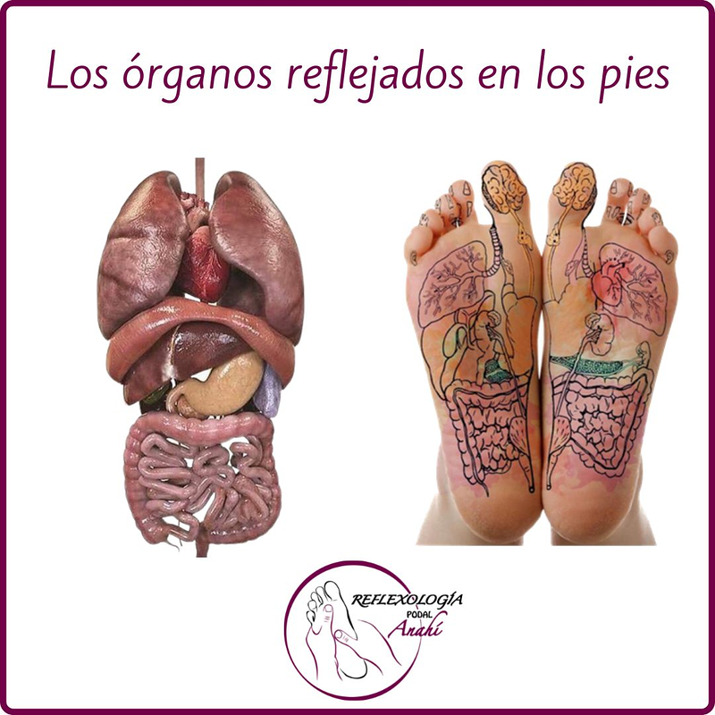Reflexología Podal Anahí 28