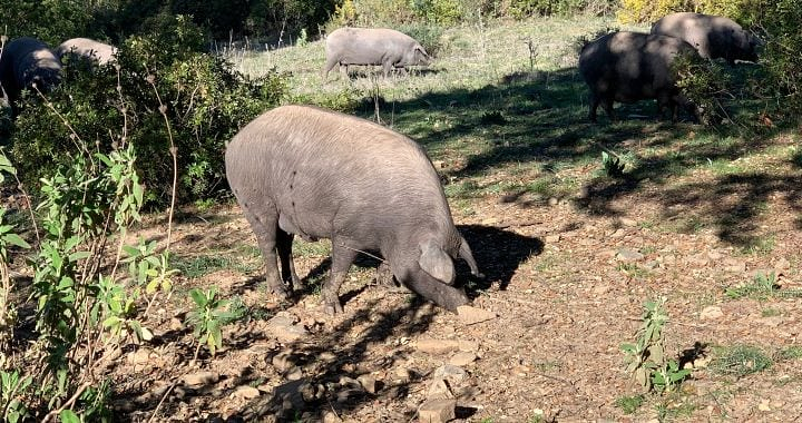 El Armacenito Andaluz 16