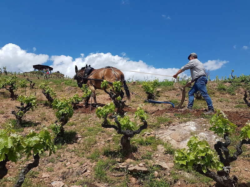 Bodegas Juan Carlos Sancha 6