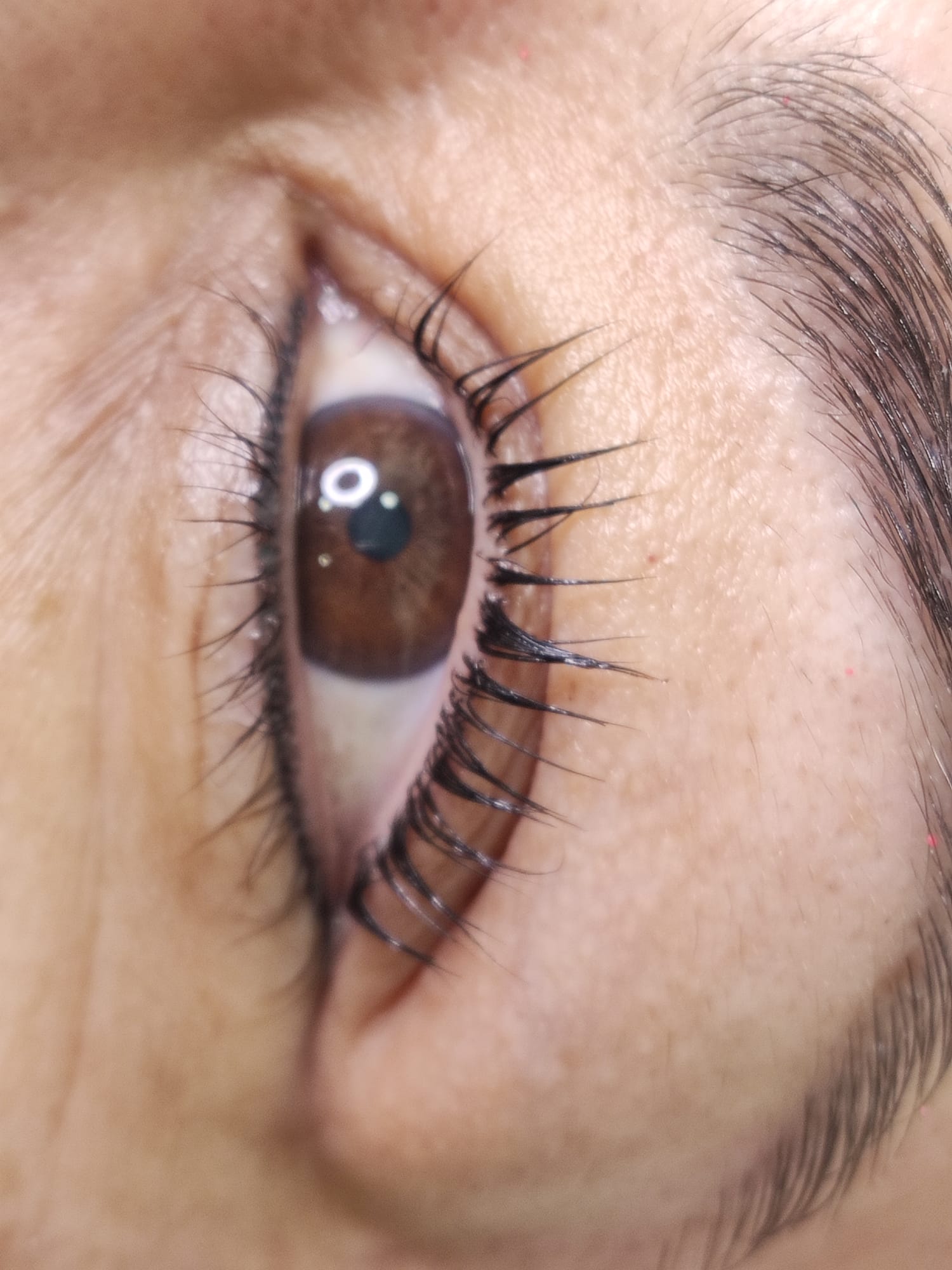 Dc Brows & Lashes 51