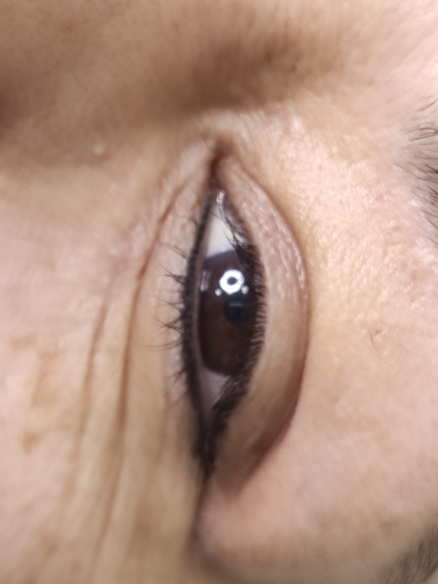 Dc Brows & Lashes 48