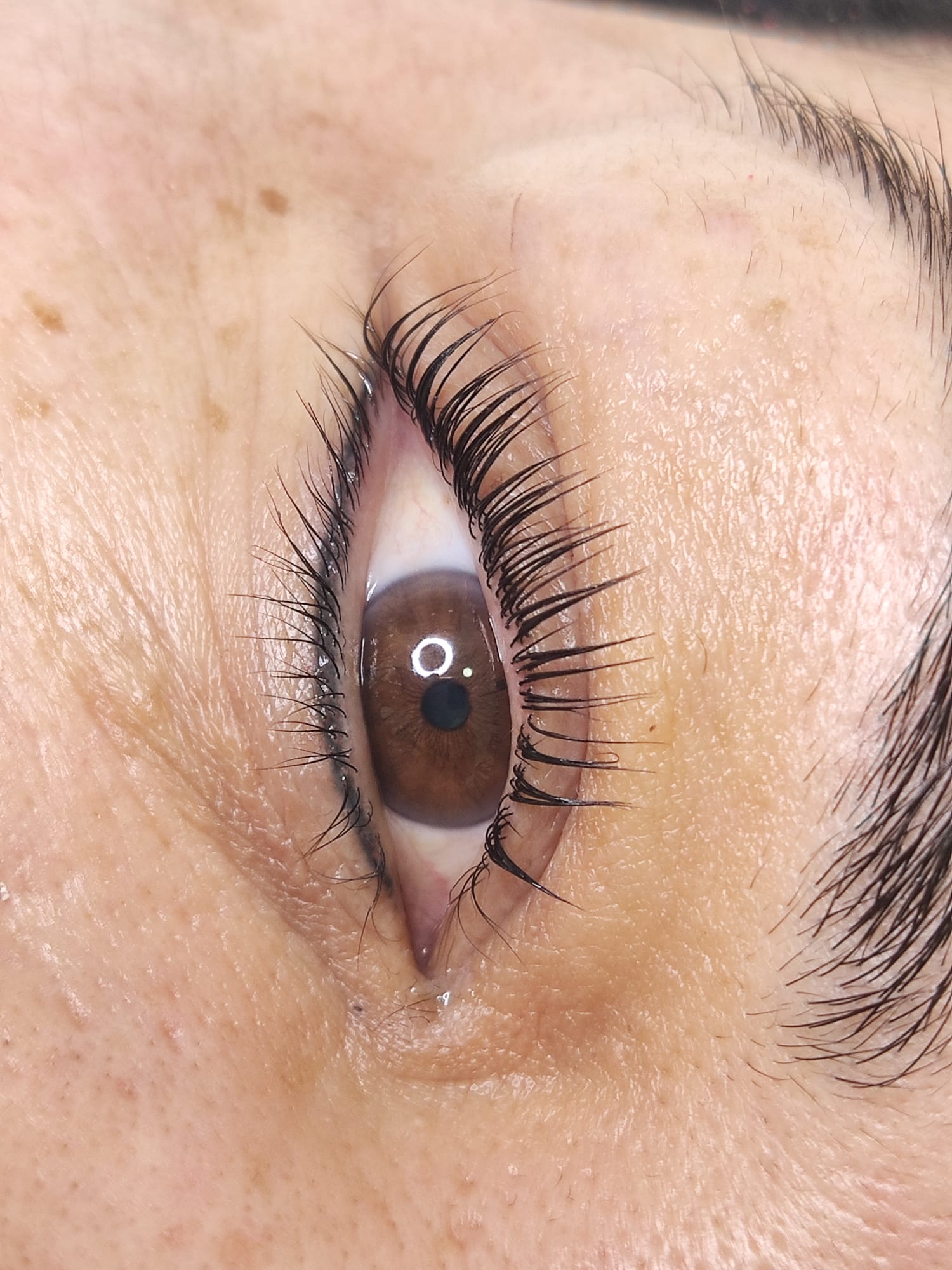 Dc Brows & Lashes 50