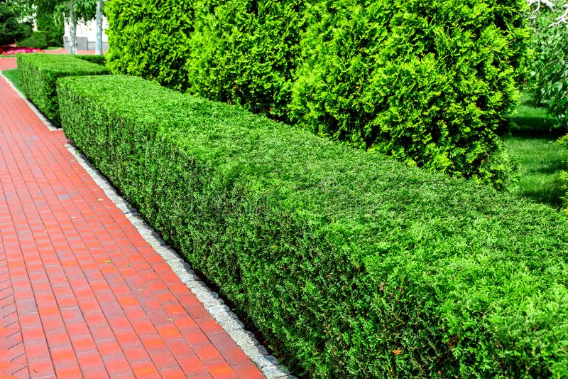 Macia Jardineros 4