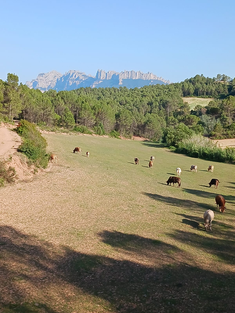 Casa Rural Mas Set Rengs 7