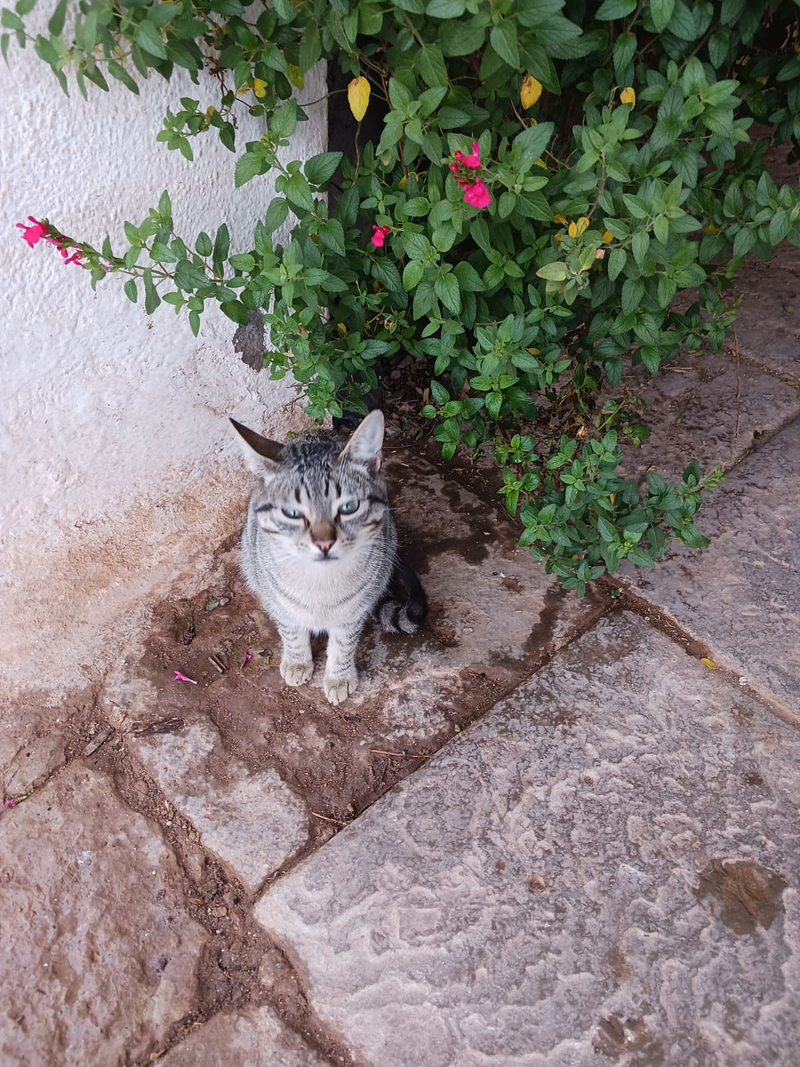 Casa Rural Mas Set Rengs 13