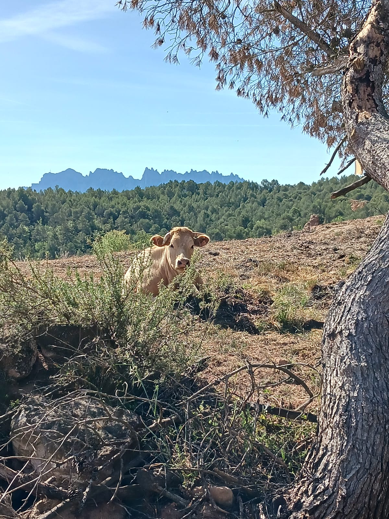 Casa Rural Mas Set Rengs 18