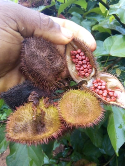 Galería de imágenes