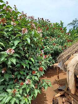 Galería de imágenes