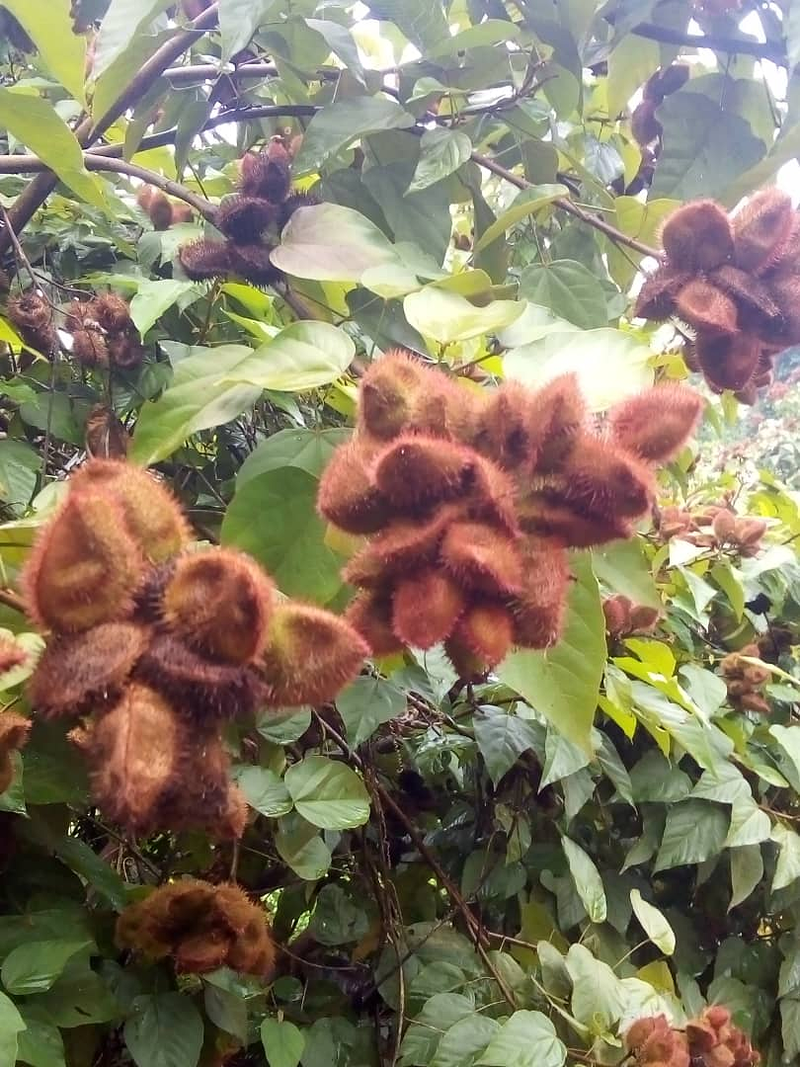 St&eacute;phane Gobbe Import Export S.L. 2