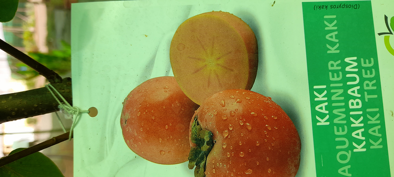 Vivero Arcoiris de Borriello Filomena 10