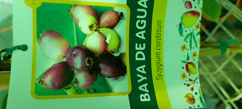 Vivero Arcoiris de Borriello Filomena 7