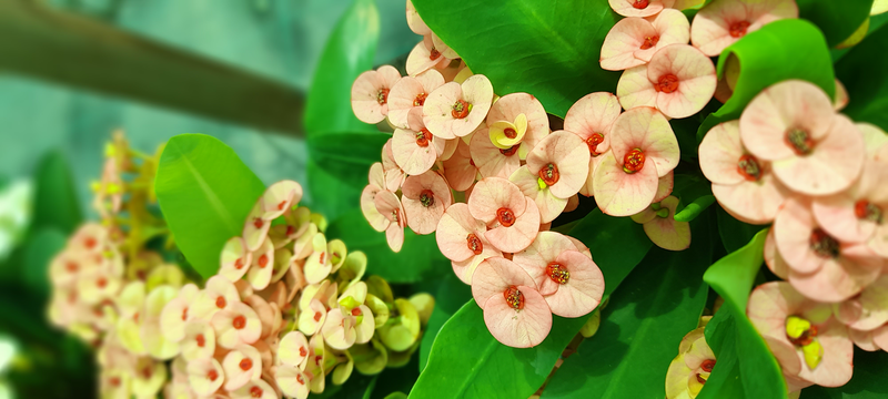 Vivero Arcoiris de Borriello Filomena 16