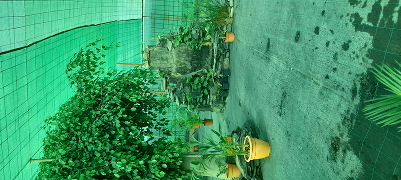 Vivero Arcoiris de Borriello Filomena 17