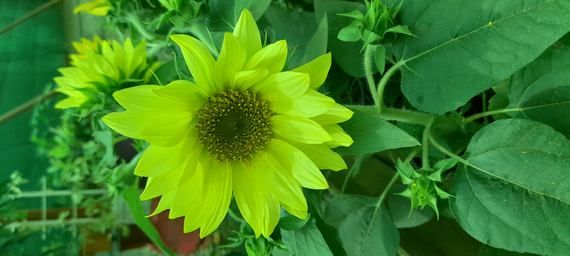 Vivero Arcoiris de Borriello Filomena San Bartolomé de Tirajana