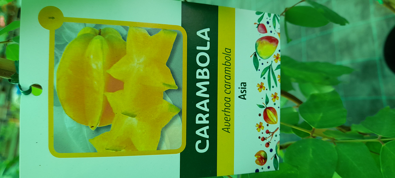 Vivero Arcoiris de Borriello Filomena VIVEROS PARA JARDINERIA