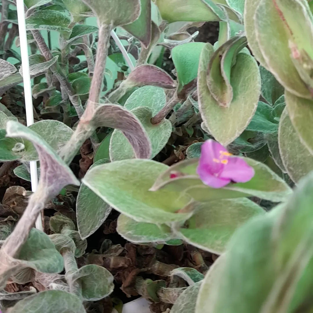 Vivero Arcoiris de Borriello Filomena 9