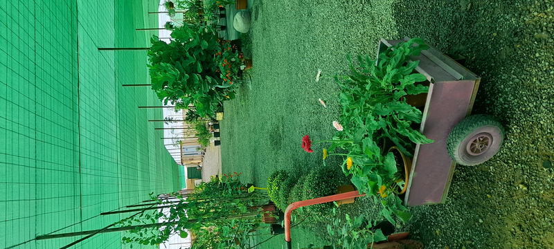 Vivero Arcoiris de Borriello Filomena 18