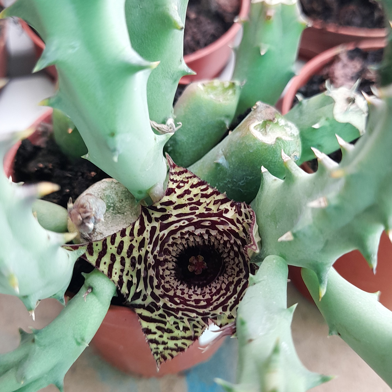 Vivero Arcoiris de Borriello Filomena 11