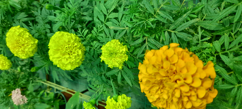 Vivero Arcoiris de Borriello Filomena 3