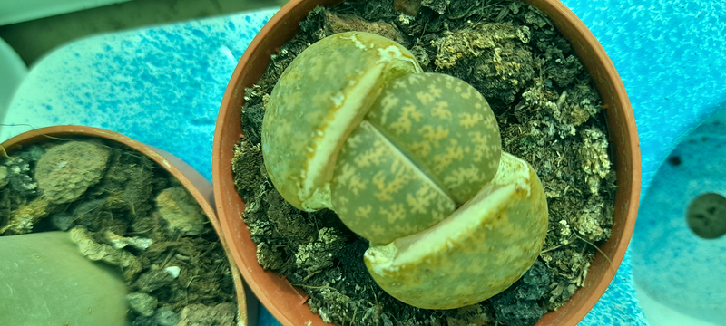 Vivero Arcoiris de Borriello Filomena 15