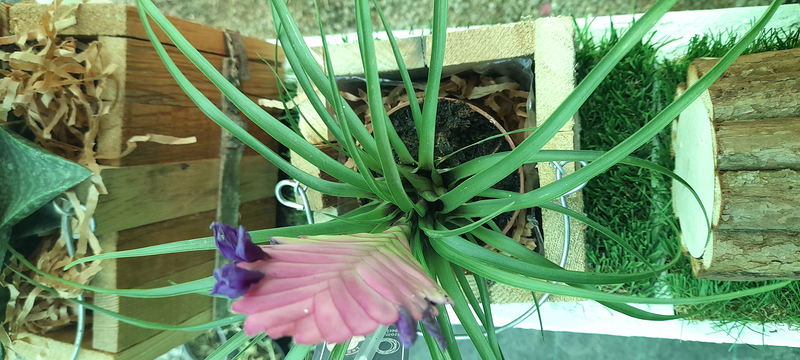 Vivero Arcoiris de Borriello Filomena 5