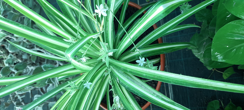 Vivero Arcoiris de Borriello Filomena 14