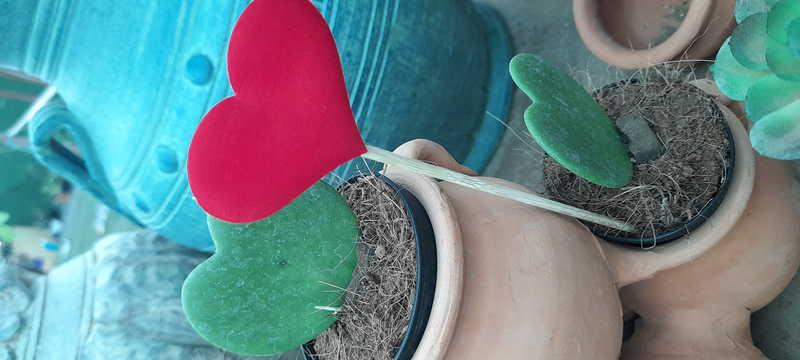 Vivero Arcoiris de Borriello Filomena 4