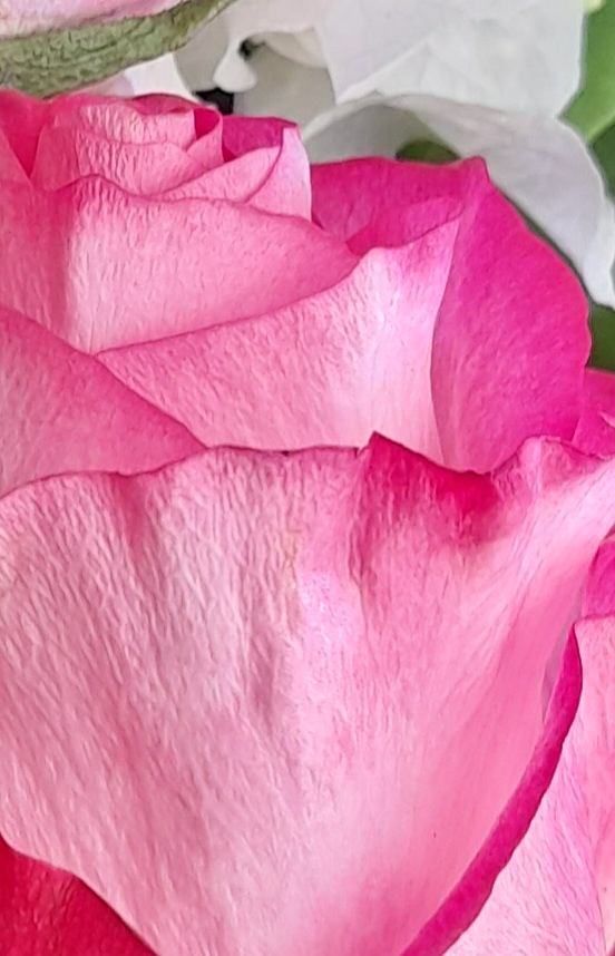 Vivero Arcoiris de Borriello Filomena 6