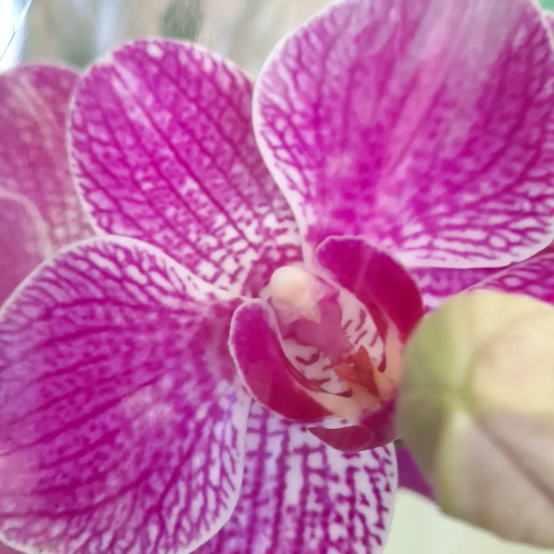 Vivero Arcoiris de Borriello Filomena 12