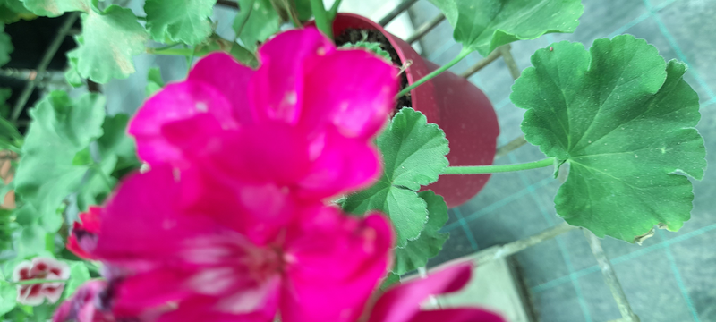 Vivero Arcoiris de Borriello Filomena 2